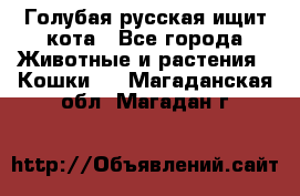 Голубая русская ищит кота - Все города Животные и растения » Кошки   . Магаданская обл.,Магадан г.